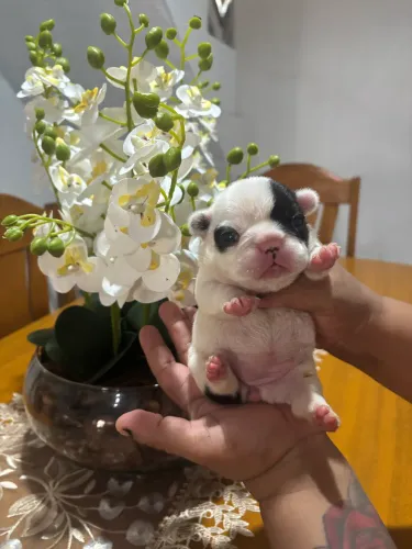 Linda filhote de buldogue francês