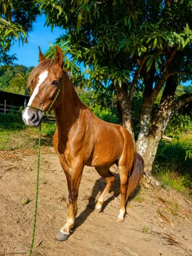 Cavalo Piquira - 4 anos - Marcha Picada