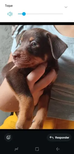 Pincher