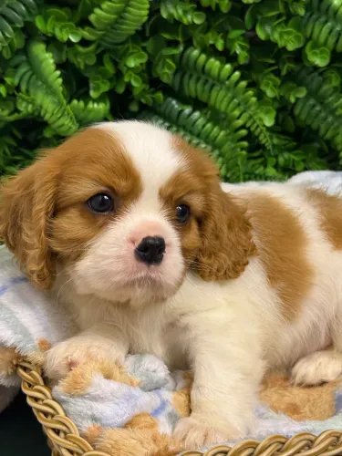 Cavalier King Charles Spaniel