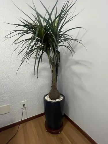 Planta Artificial Pata de Elefante Completa + Vaso Elegante com Rodízio