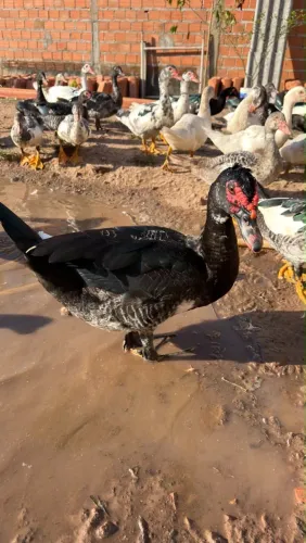 Pato