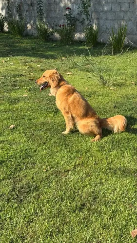 Vendo Golden Retriever 9 meses