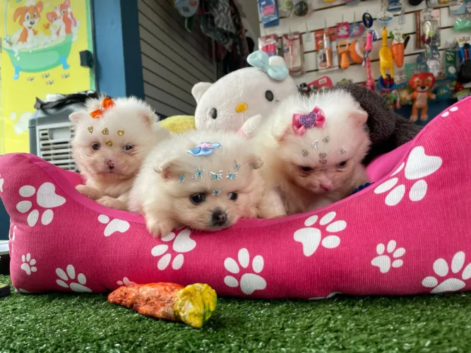 Filhotes de spitz alemão temos um casal