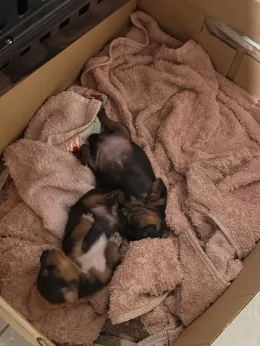 Filhotes de Pinscher