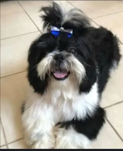 Shitzu macho ( oportunidade, não adaptou com o meu outro shitszu)