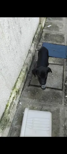Cachorro 