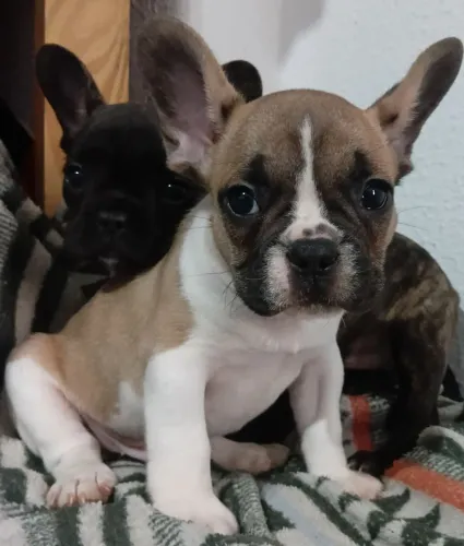 Bulldog Frances
