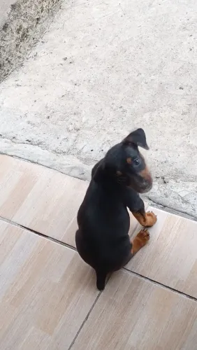 Pincher