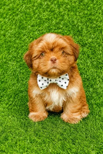 Filhotes de Shih-Tzu disponíveis 