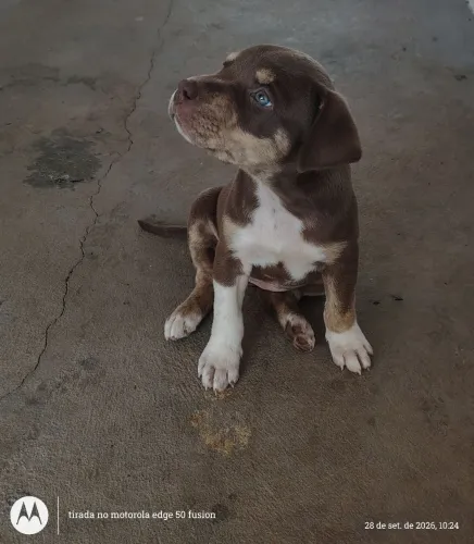 filhotes de Pitbull com American bully