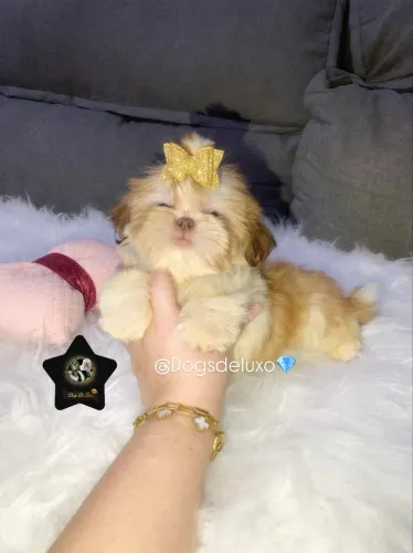 Filhote de Shih-Tzu fêmea com pedigree! Em 10X SEM JUROS @Dogsdeluxo