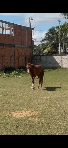 Cavalo macho manga larga machador 
