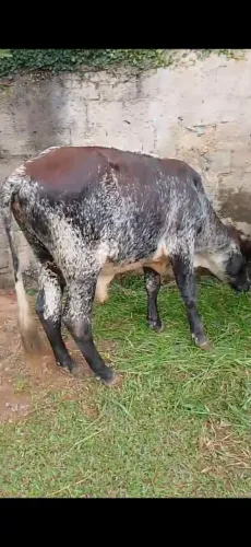 Vendo 2 Garrote gordo em xerém