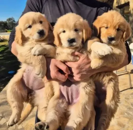 Golden Retriever