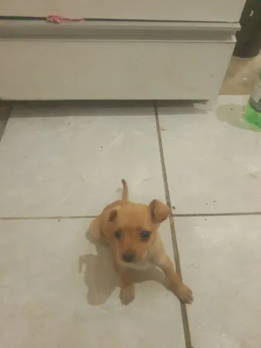 Cachorro 