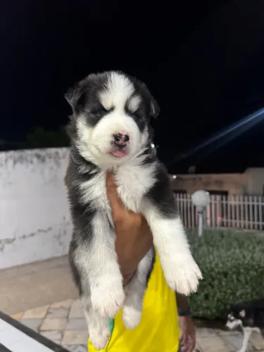 Filhote de Husky Wolly 