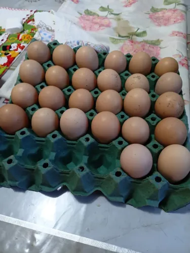 Dúzia de Ovos Férteis Galinha/Galo Brahma perdiz