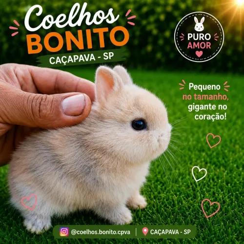 Coelho anão Raça netherland dwarf 