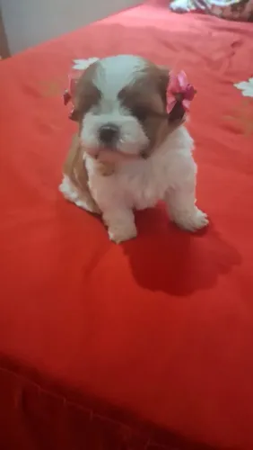 Shitzu