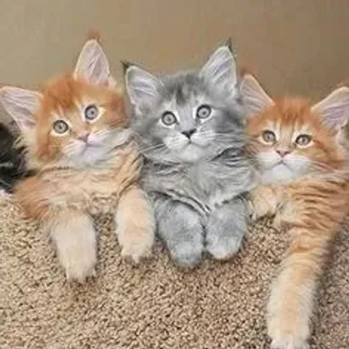 Maine coon