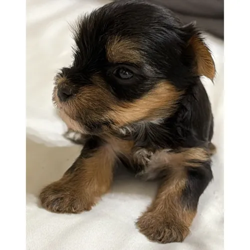 Yorkshire Terrier/ Entregamos no mesmo dia
