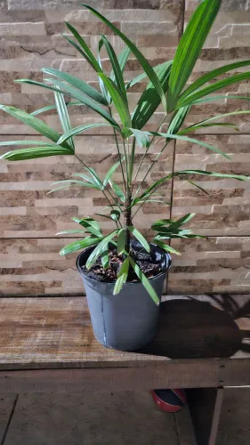 Palmeira Raphis 80cm, com vaso