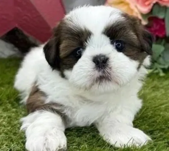 Shih tzu : filhote meigos e amorosos