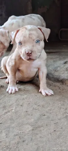 Pit monster puro com pedigree