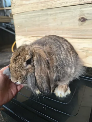 Coelho Fuzzy Lop