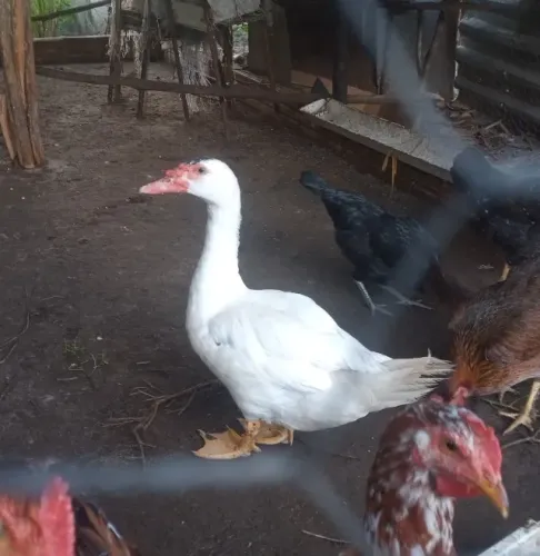 Pato macho