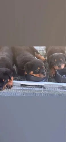 Rottweiler Um arraiá de fofura em quatro patas