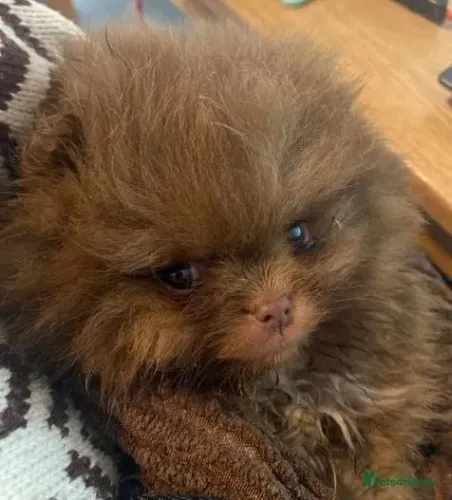 Bebezinho spitz alemão/lulu da pomerânia super brincalhão dócil