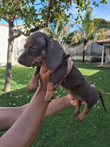 Filhote de Dachushund - Salsicha - Basset - Cofap