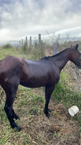 Égua Americana Trotter