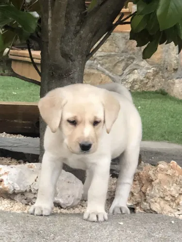 Labrador Retriever - Seu Novo Amigo Está A Uma Mensagem De Distância