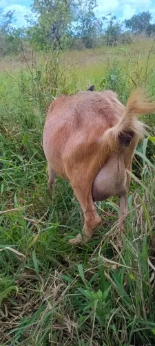 Vende Se 2 Cabras