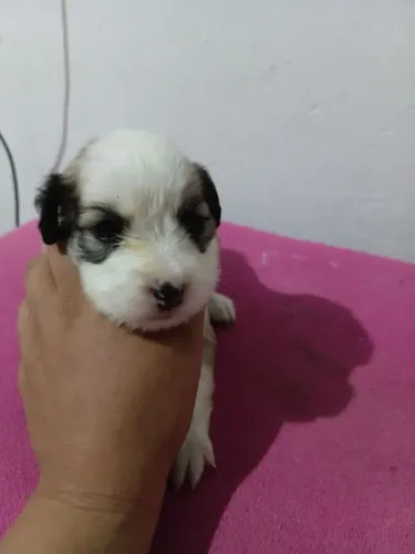 Filhote de shihtzu com poodle femea