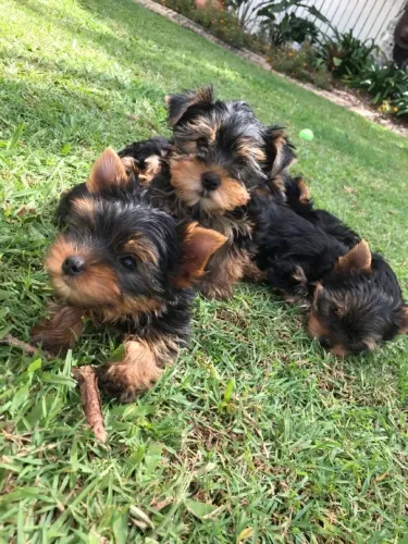 Yorkshire Terrier - Um Filhote Criado Para Grandes Histórias