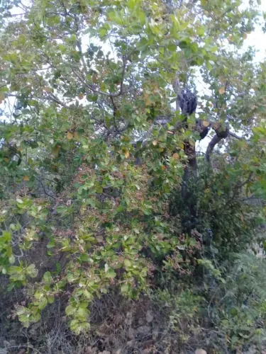 Terreno de 1 hectare na zona rural de Teresina com registro em cartório