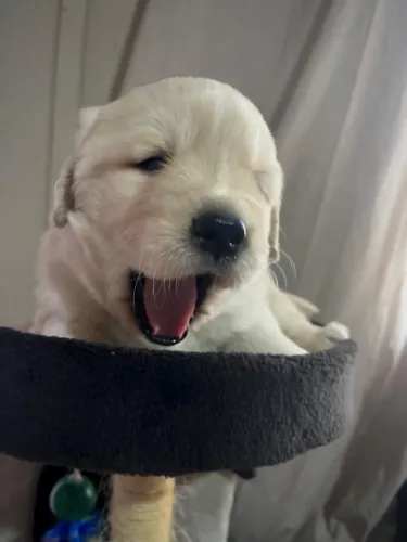 Goldens Retrievers a venda
