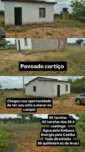 Roça de 5 tarefas com casa em Araci