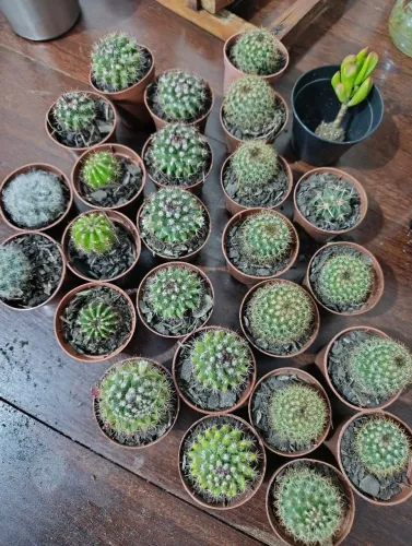 Cactos, plantas, lembranças e presentes