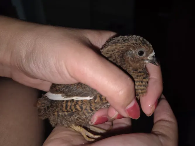 Criação Caseira de mini Codorna Chinesa 
