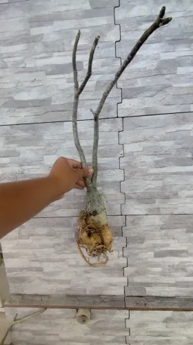 Rosas do deserto adulta