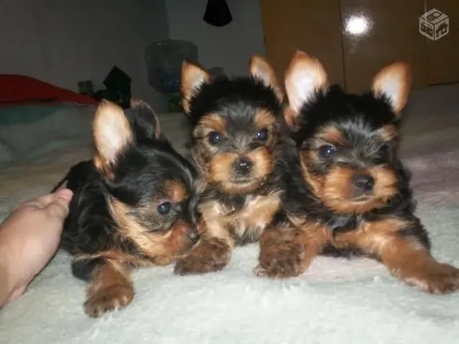 Lindos filhotes de yorkshaire micro