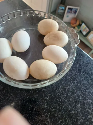 Ovos