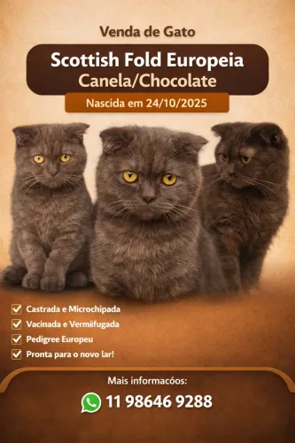 Gata da raça Scottish Fold com pedegree - Cor Canela/Chocolate
