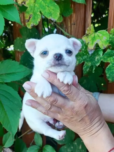Chihuahua fofo e encantador