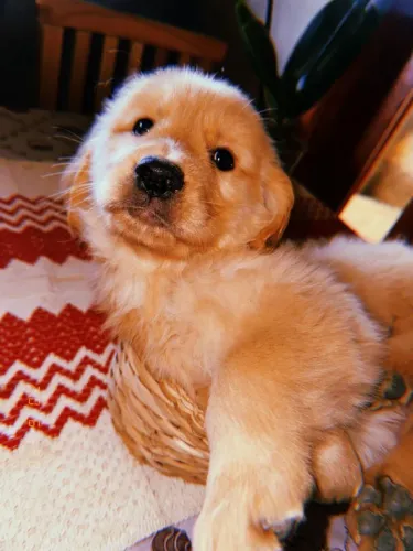 Filhotes de Golden Retriver com pedigree ?